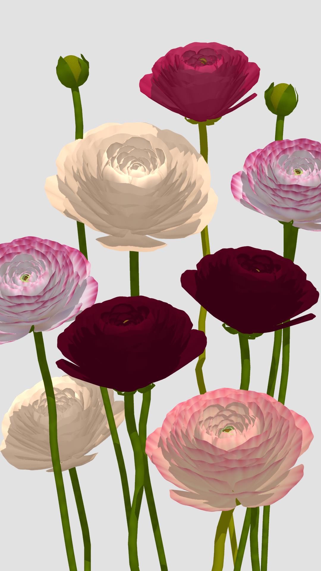 Megrace 壁紙 ラナンキュラス Wallpaper Ranunculus